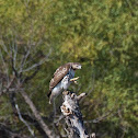 Red-Tailed Hawk