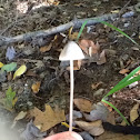 Mycena Amabilissima