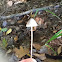 Mycena Amabilissima