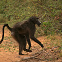 Chacma baboon