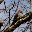 Red-bellied Woodpecker
