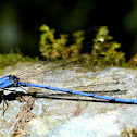 Damselfly
