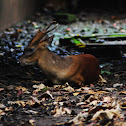 Southern Red Muntjac