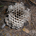 Paper wasp hive