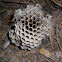 Paper wasp hive