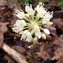 Wild Leek