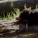 Sun Bear