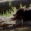 Sun Bear