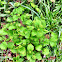 Arrowwood Viburnum