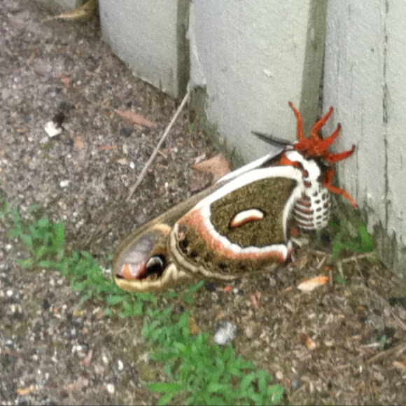 Spotting Image 1