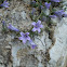 Campanula
