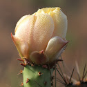California Prickly Pear