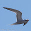 Common Tern; Charrán Común