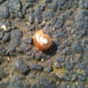 Snail shell