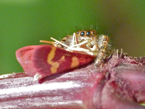 Spotting Image 1