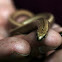 Slow worm