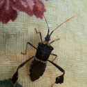 Leaf-footed bug