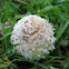 shaggy ink cap