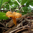 Chanterelle