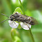 Sawflies
