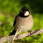White-eared Bulbul