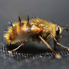 Tachinid Fly