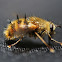 Tachinid Fly
