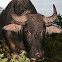 Asian aquatic buffalo