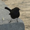 Indian Robin