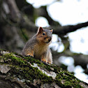 Fox Squirrel