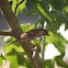 House Sparrow