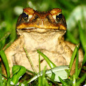 Cane Toad