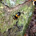 Pleasing Fungus Beetle