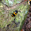 Pleasing Fungus Beetle