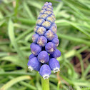 Grape Hyacinth