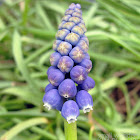 Grape Hyacinth