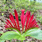 Bull Blood Spigelia (Hierba Del Burro)