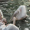 pink pelican