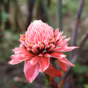 Ginger Flower