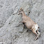 Bighorn Sheep
