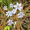 Stout Blue-eyed Grass