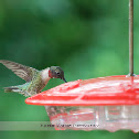 Male Ruby-throated Hummingbird