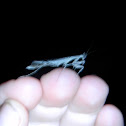 Praying Mantis