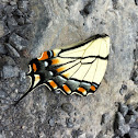 Tiger swallowtail butterfly?