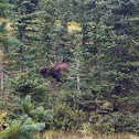 Moose