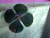Treboles Enmicados De 4 Hojas