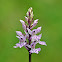 Heath Spotted Orchid/Orchis tacheté