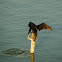 Large Cormorant