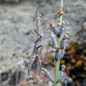 Praying mantis