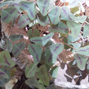 Violet Wood Sorrel